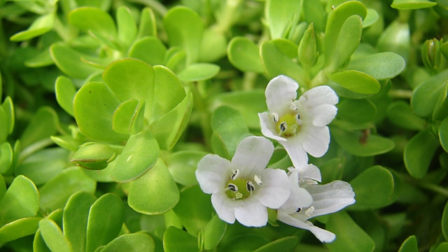 Bacopa et cognition