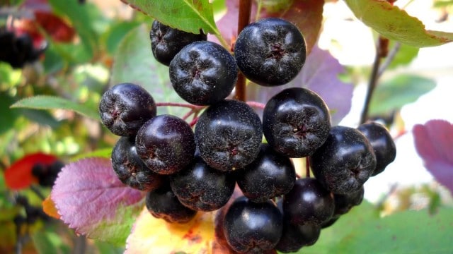 Aronia melanocarpa