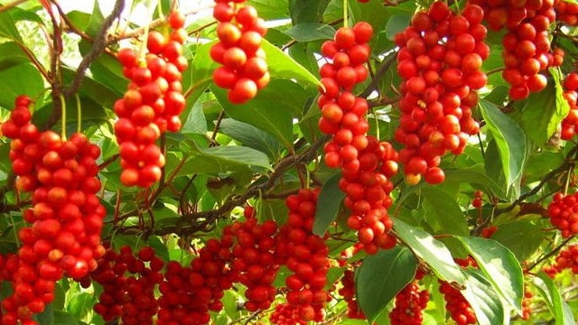 Schisandra-chinensis_news
