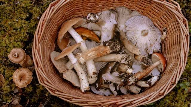 Champignons et apports nutritionnels