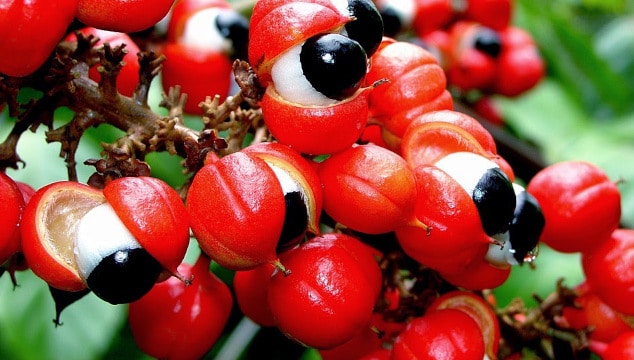 Polyphénols, surpoids et Obésité