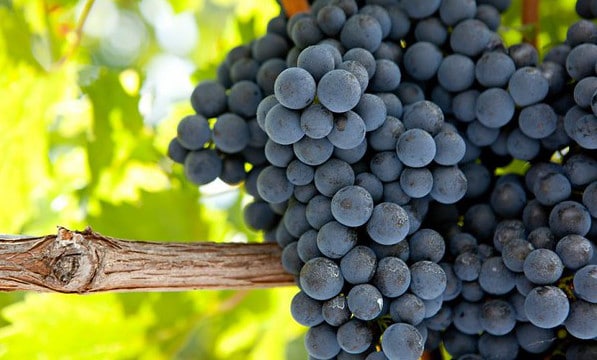 Extrait de pépins de raisin et pression sanguine