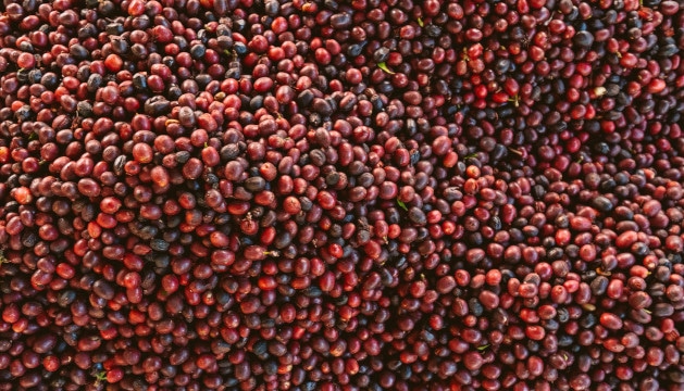 Extrait de cerises de café et troubles cognitifs