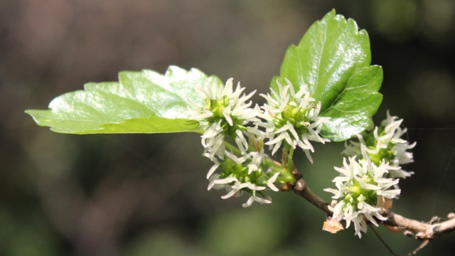 Feuilles de mûrier et glycémie