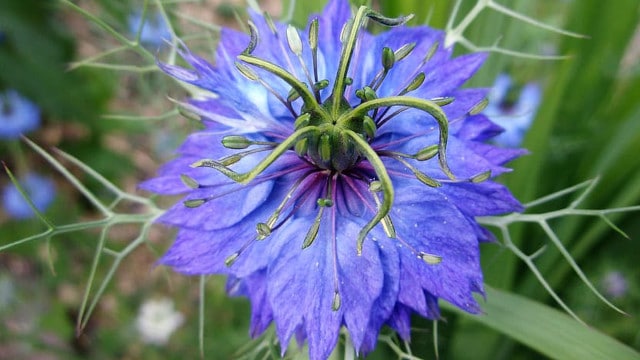 Nigelle, surpoids et obésité