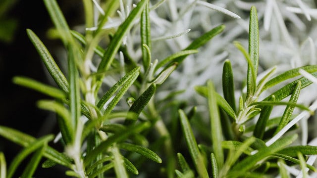 Polyphénols et troubles du sommeil