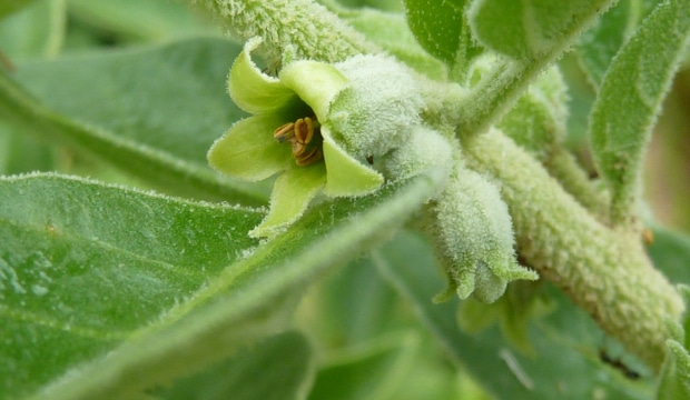 Ashwagandha et endurance cardiorespiratoire