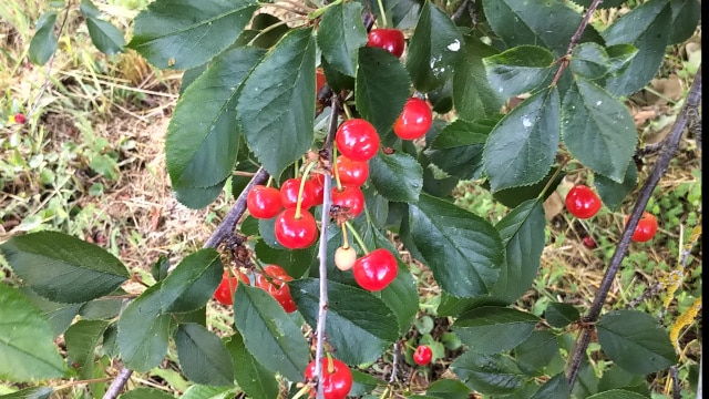Polyphénols de cerises et récupération