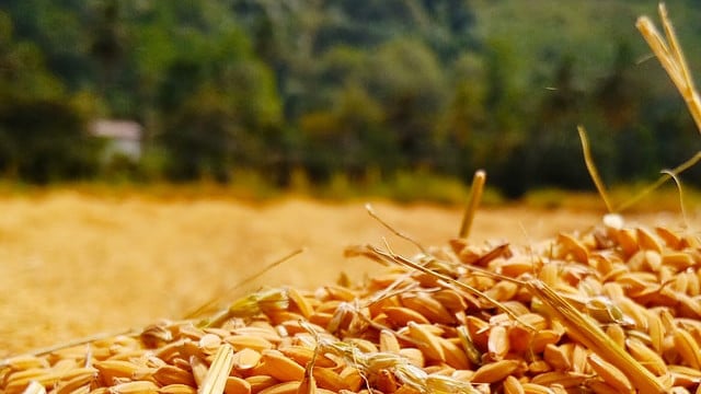 Vitamine E et densité minérale osseuse