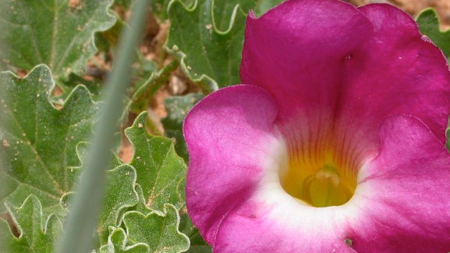 La griffe du diable et l’arthrose