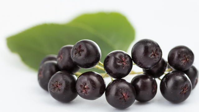 Polyphénols de baies d’aronia et santé artérielle