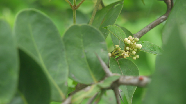 Gymnéma sylvestre et sucreries
