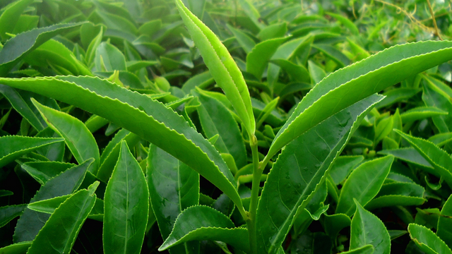 Ménopause, prise de poids et thé vert