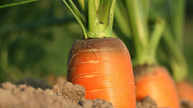 Alpha-carotène et force musculaire des personnes âgées