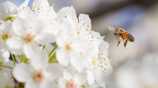 Propolis et santé de femmes âgées