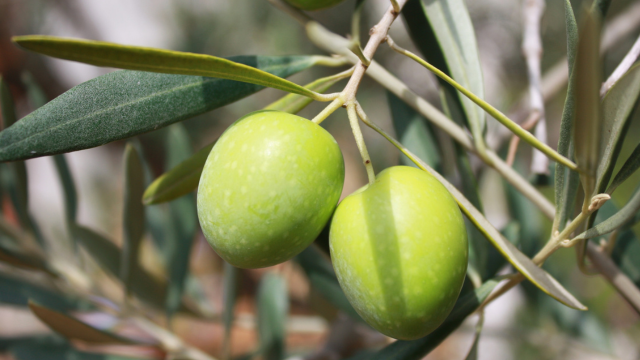 olives