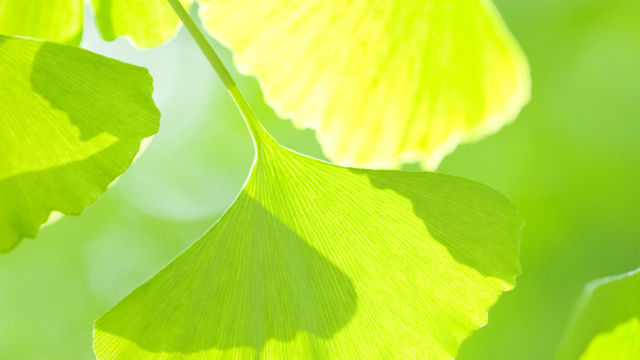 Ginkgo biloba et AVC