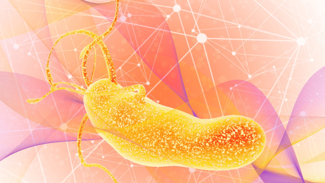 Nigelle et Helicobacter pylori