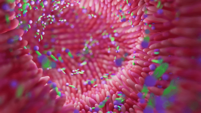 Probiotiques, microbiote vaginal et ménopause