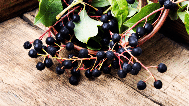 Extraits d’aronia, de baies de mai et de myrtilles et acuité visuelle