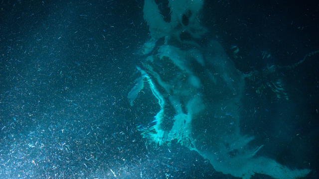 Huile de krill et santé de la peau