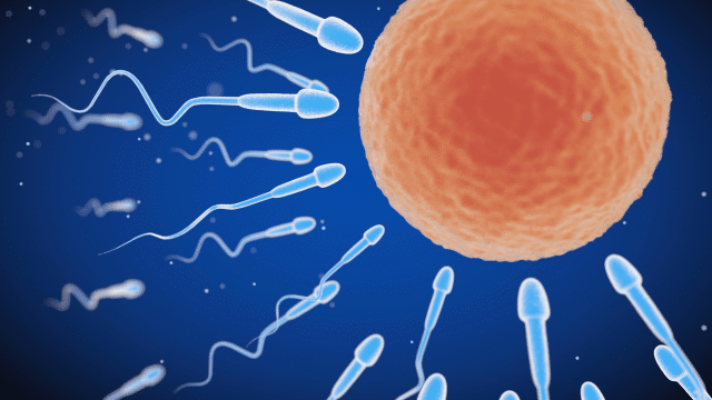 Vitamine B12, testostérone et fertilité