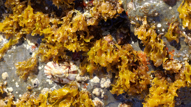 Fucoxanthine et déclin cognitif